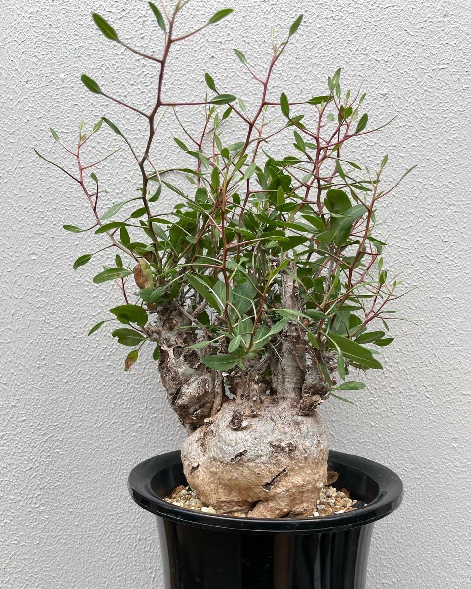 Fouquieria columnaris フォークイエリア コルムナリス 観峰玉
