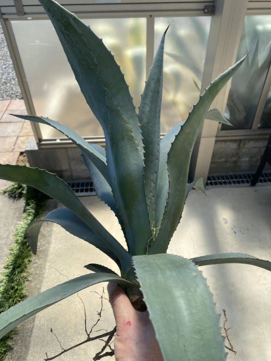 アメリカーナ 3株セット②】特大30〜40㎝クラス AGAVE アガベ シルバー