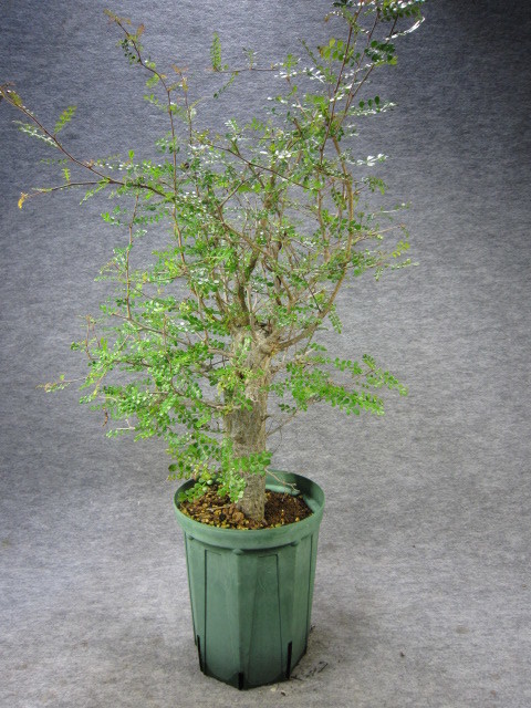 全国 デカリー実生株10年管理物 植物/観葉植物 - LITTLEHEROESDENTISTRY