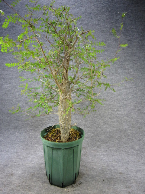 全国 デカリー実生株10年管理物 植物/観葉植物 - LITTLEHEROESDENTISTRY