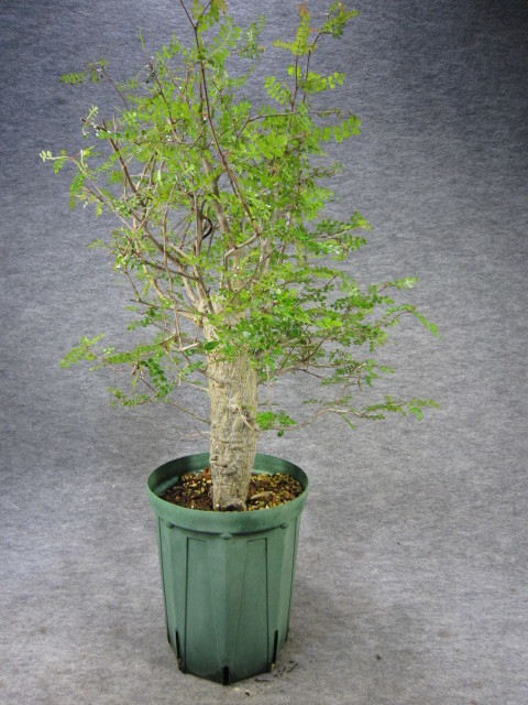 全国 デカリー実生株10年管理物 植物/観葉植物 - LITTLEHEROESDENTISTRY