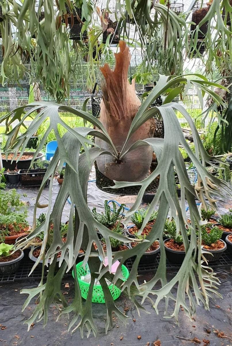 P.White Wing (P.willinckii x P. Diversifolium) @bikamori.com