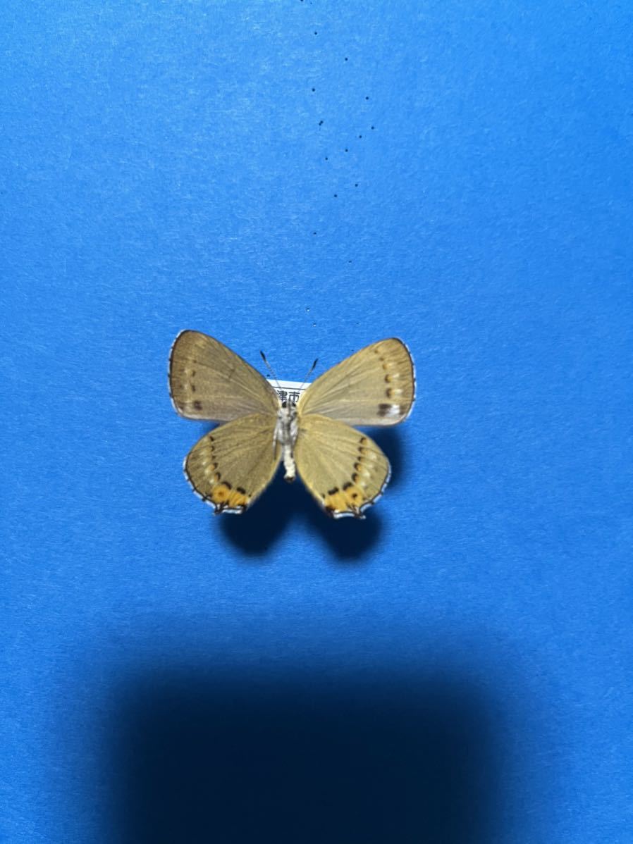 お気に入りの ウラキンシジミA三重県産飼育品 完全雌雄型 蝶 標本