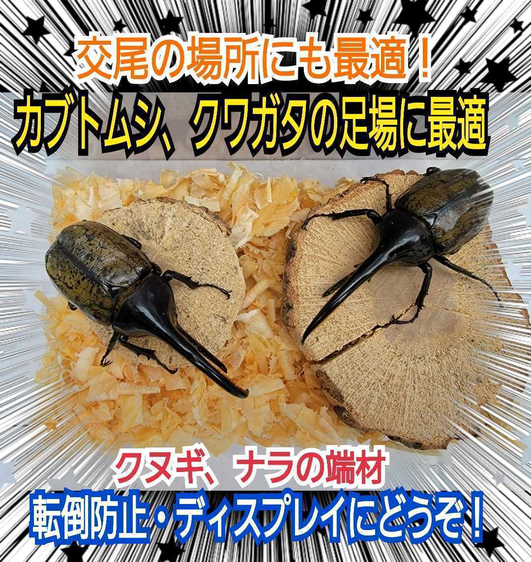 クヌギ・ナラの端材【5~6個】クワガタ、カブトムシの交尾の場所に最適！足場、とまり木、隠れ家、転倒防止、ディスプレイにも抜群です！