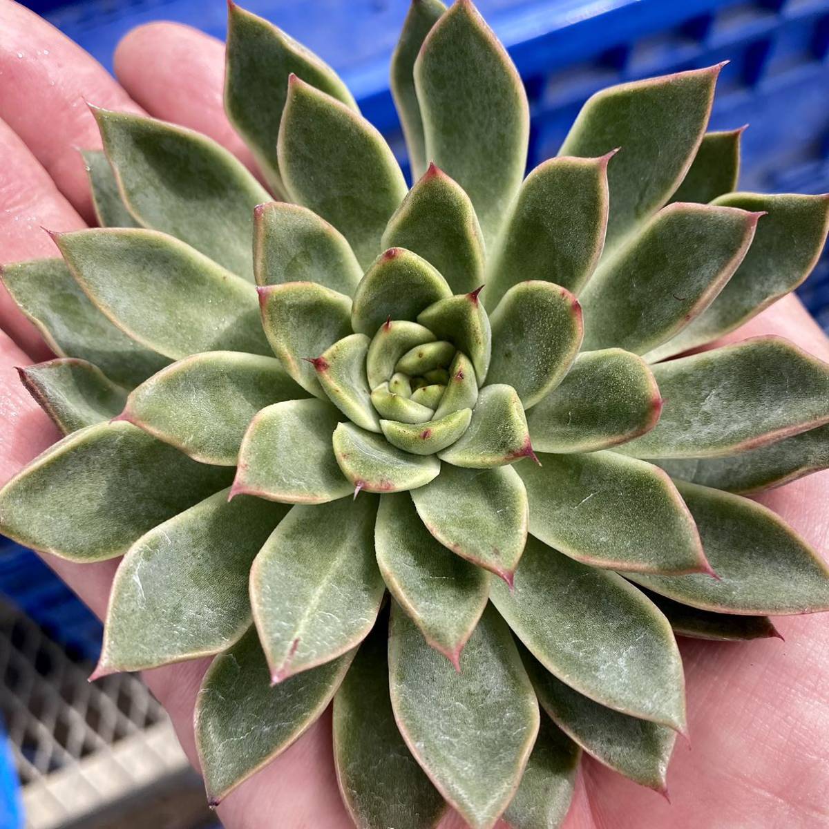 16 ハピネス【特大苗】 【多肉植物】【エケベリア】【一律送料】【韓国