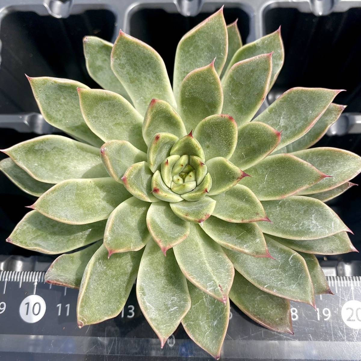 16 ハピネス【特大苗】 【多肉植物】【エケベリア】【一律送料】【韓国