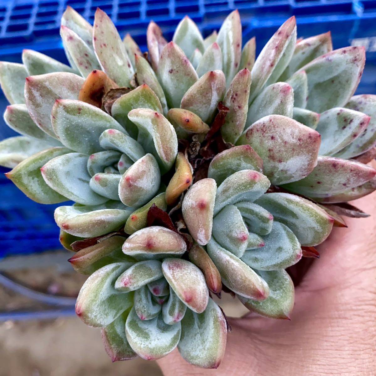 15 ラウィ×ホワイトナイト【群生株】【根付き】エケベリア 多肉植物