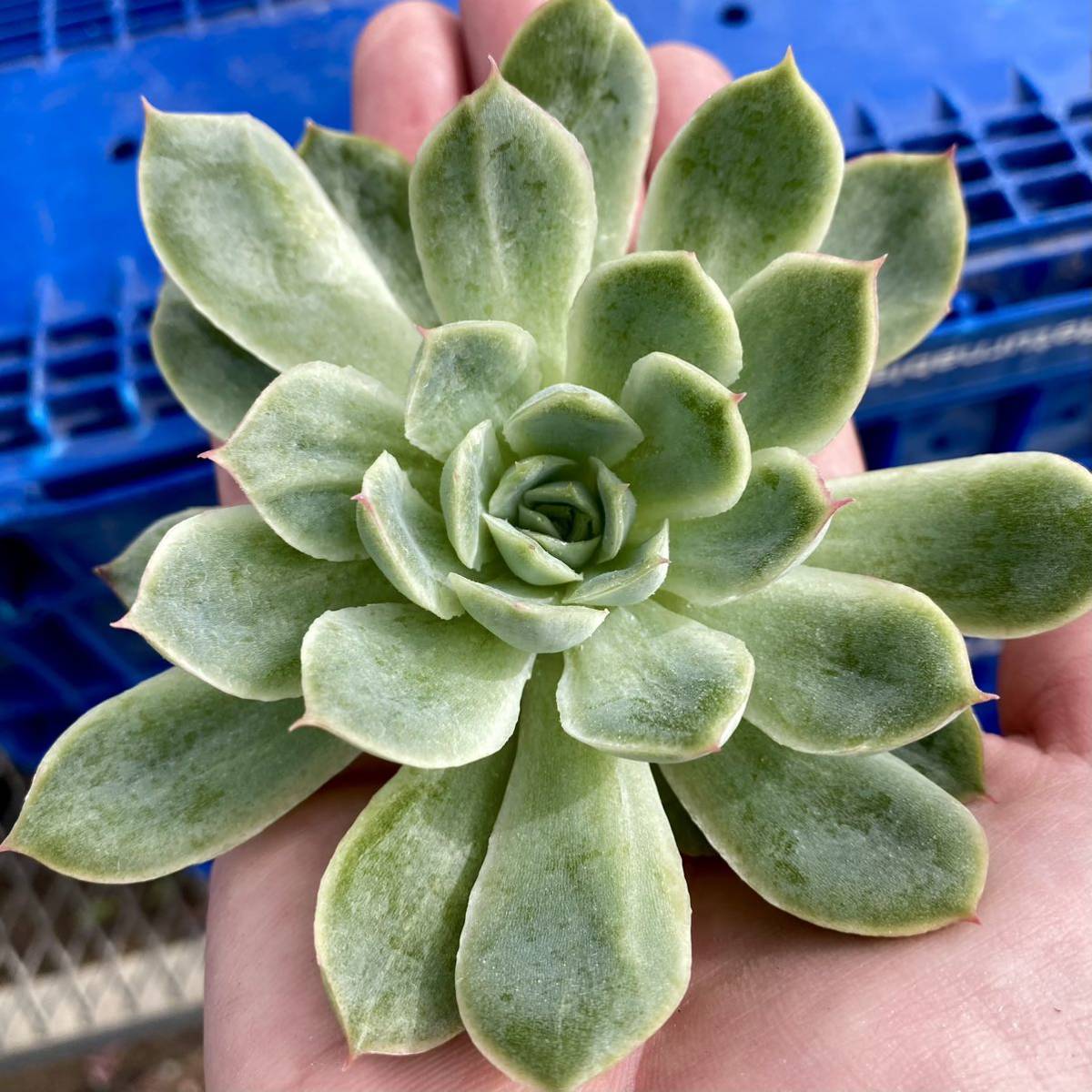 90 ティンクルスター【特大苗】 【多肉植物】【エケベリア】【一律送料