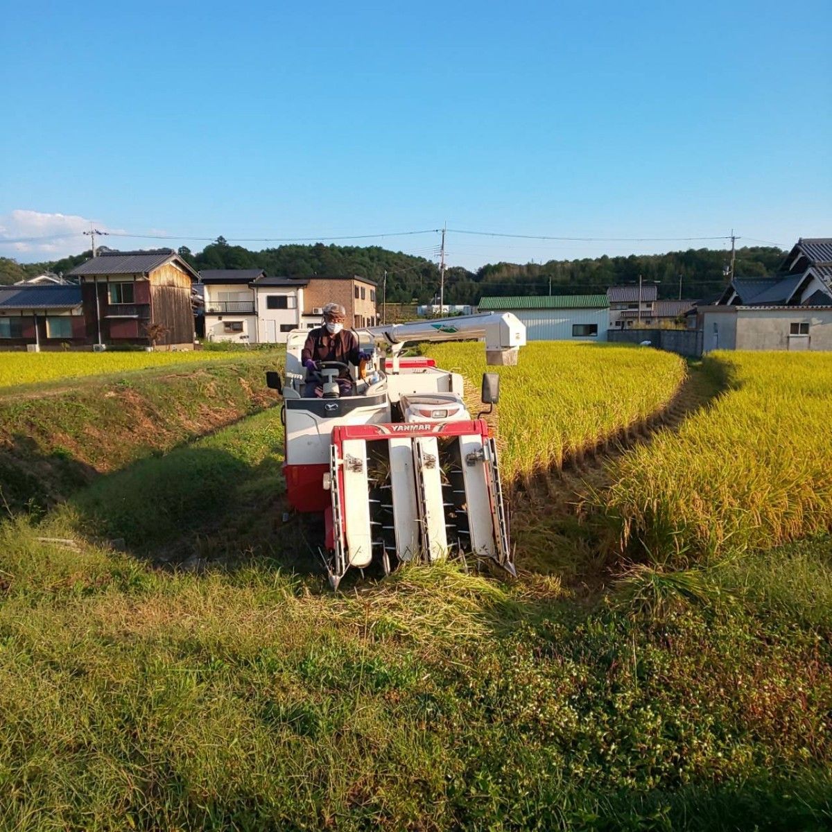素晴らしい価格 農薬不使用 化学肥料不使用 無農薬 自然栽培米