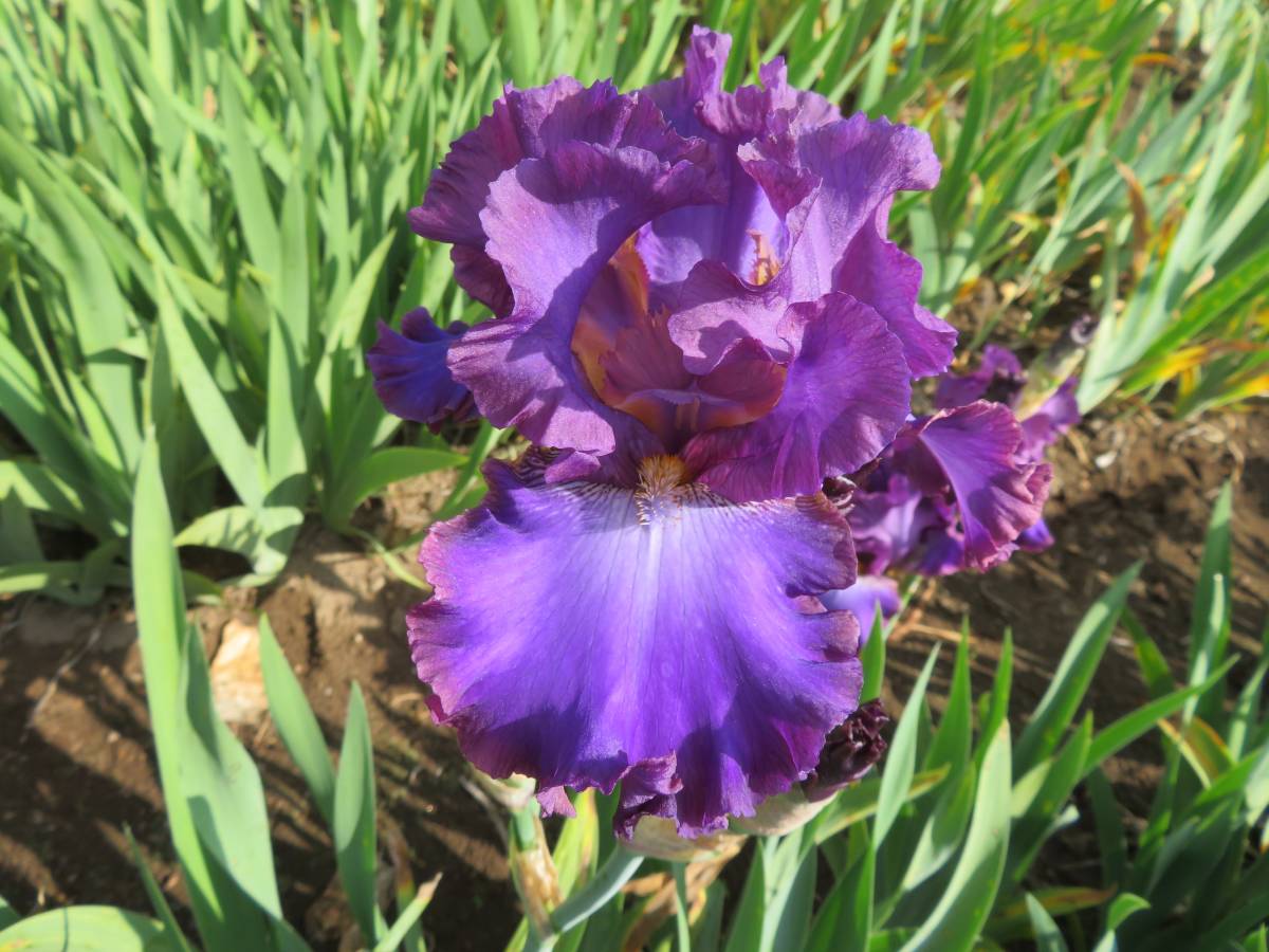 ジャーマンアイリス　大輪で豪華な濃紫　アフターヌーンインリオ_画像2