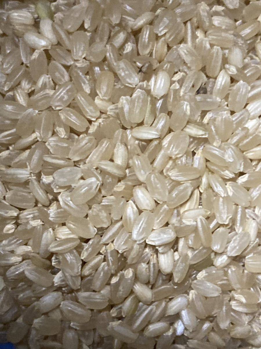 農家直送 熊本県産　令和4年産 森のくまさん 30キロ 熊本のお米 ゆうパック着払い　_画像2