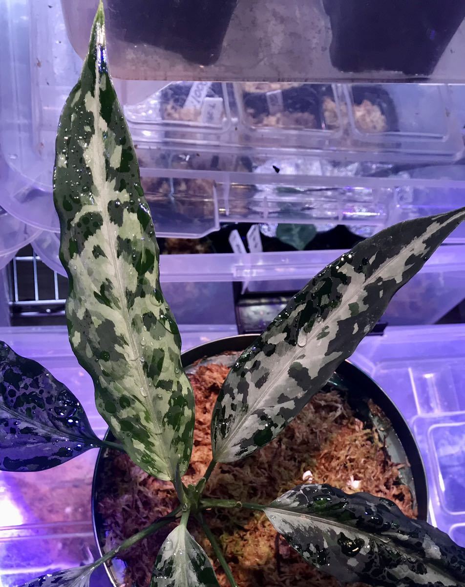 28. Aglaonema pictum Aceh Sumatra M | JChere雅虎拍卖代购