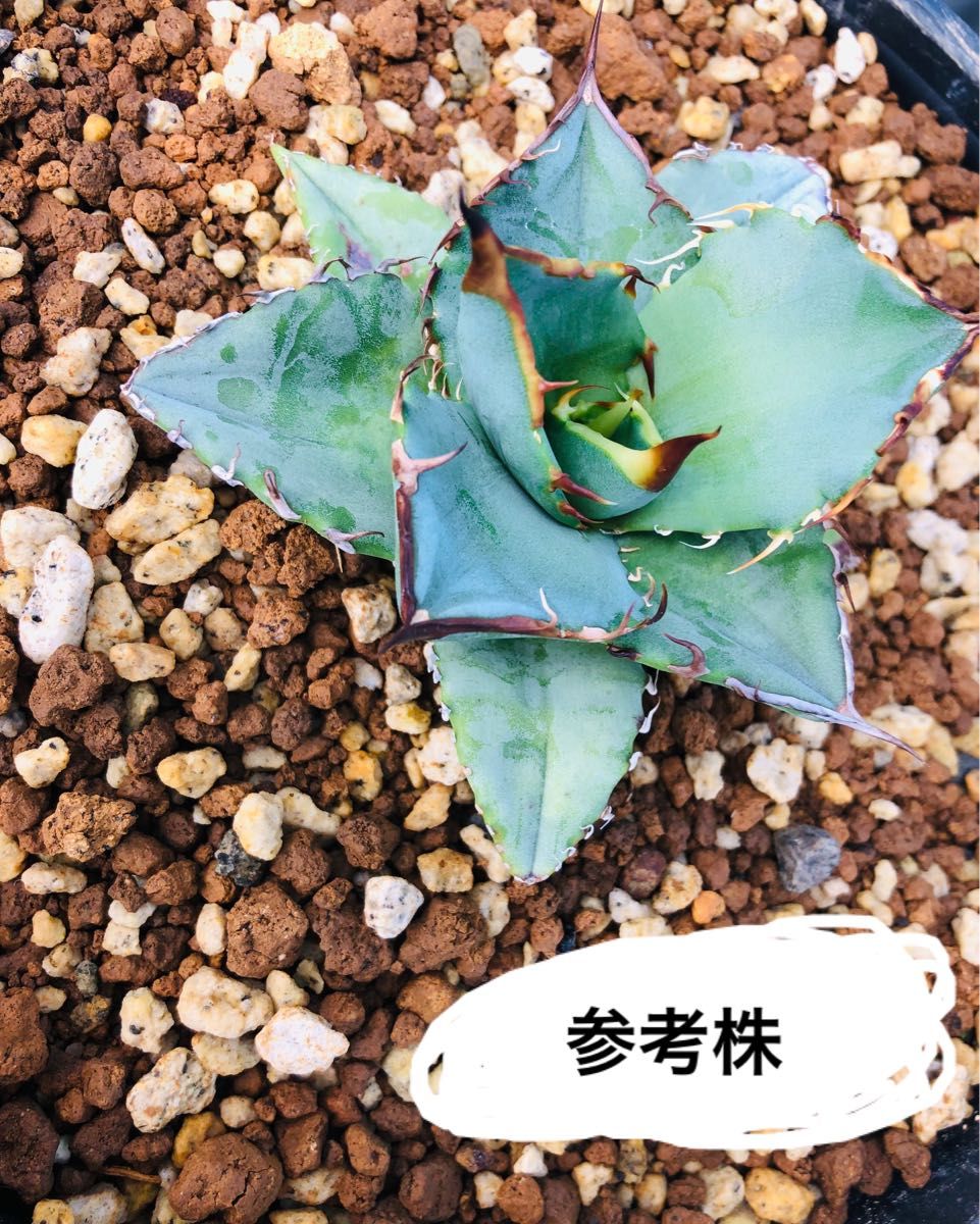日本の気候に合ったアガベをお探しの方へ】多肉植物 実生 アガベチタノタブルー ２株セット｜PayPayフリマ