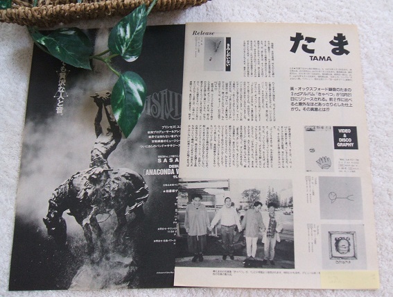 レア? ◇34年前◇レトロ◇ たま/知久寿焼/石川浩司/滝本晃司 レア? ◇34年前◇レトロ◇ たま/知久寿焼/石川浩司/滝本晃司