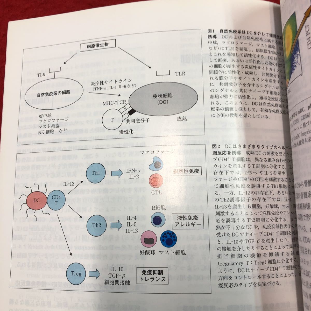 S6i-020 病理と臨床 2006年5月号 vol.24 No.5 樹状細胞の基本 平成18年5月1日 発行 文光堂 雑誌 医学 研究 病理学 写真 免疫 皮膚 疾患_画像6