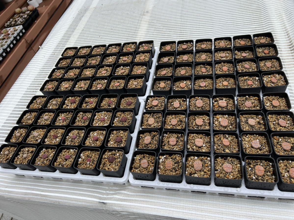 多肉植物 ハオルチア リトープス 5cm四角半透明鉢 24穴トレー付 1セット_画像10