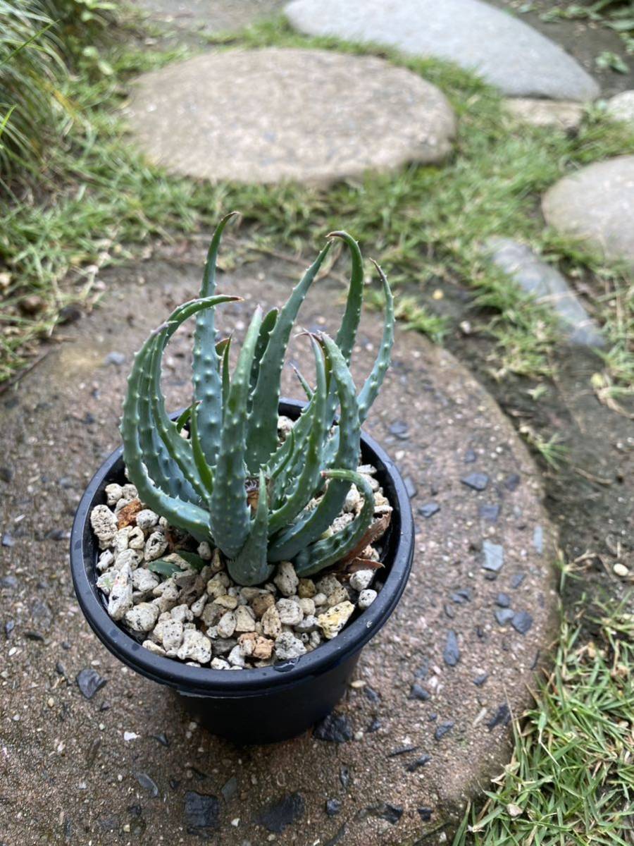  many meat aloe fmi squirrel 