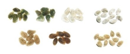 綿の種 綿花 コットン 洋綿+和綿 7品種 計50粒セット_画像1