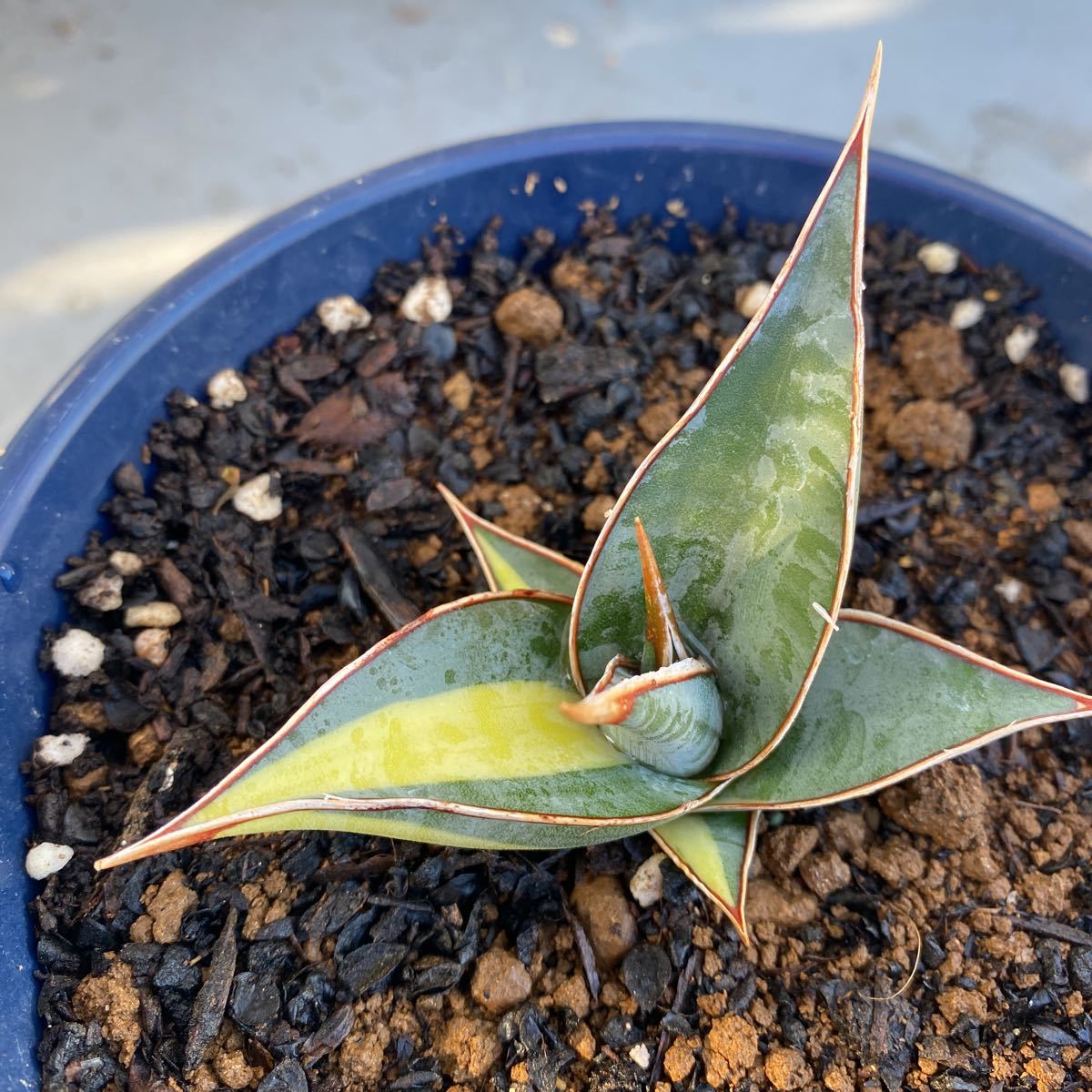 サンスベリア ピングイキュラ 斑入り Sansevieria pinguicula