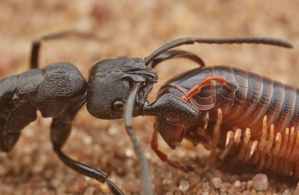 アフリカ産 タルサトゥスフトハリアリ オオハリアリ 悪臭アリ