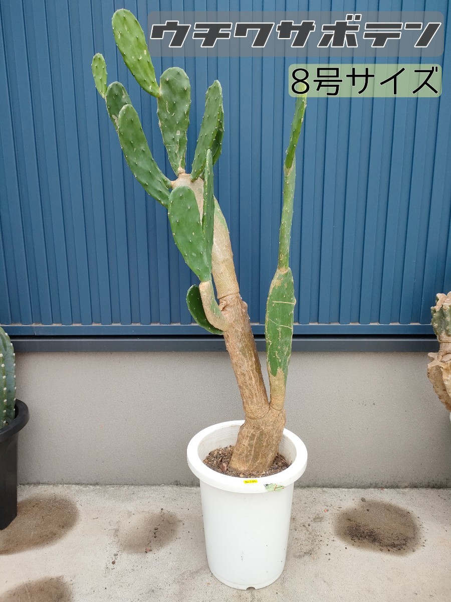 ⑧ウチワサボテン 木質化 | biaxial-films.com