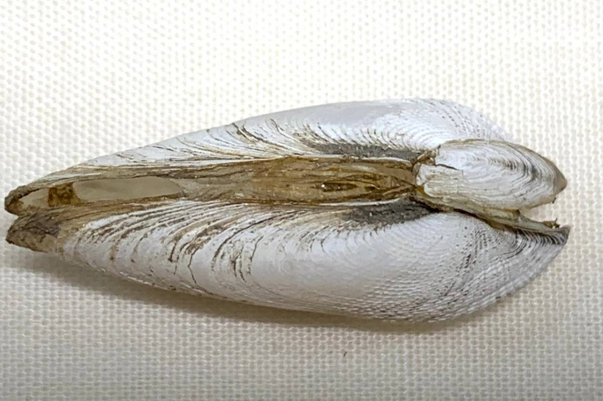 貝の標本 Bamea fragilis 27.3mm.China _画像3