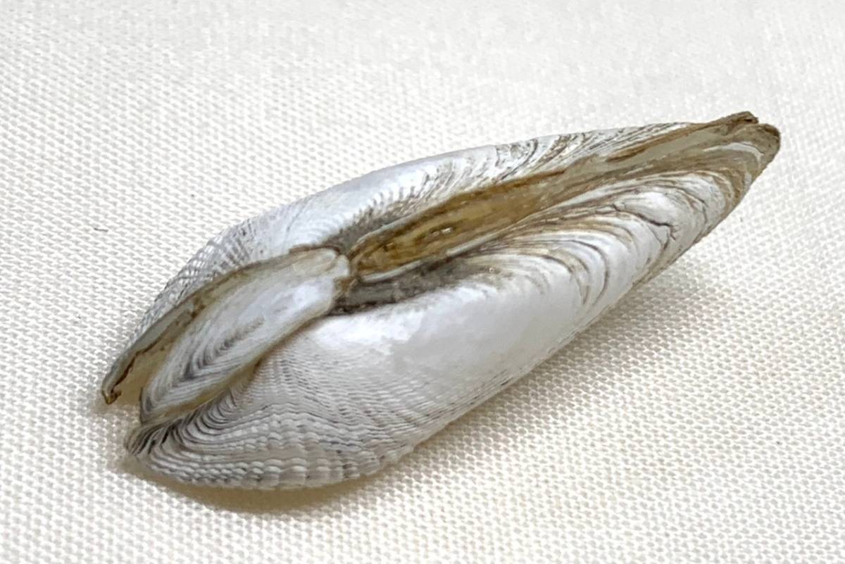 貝の標本 Bamea fragilis 27.3mm.China _画像4