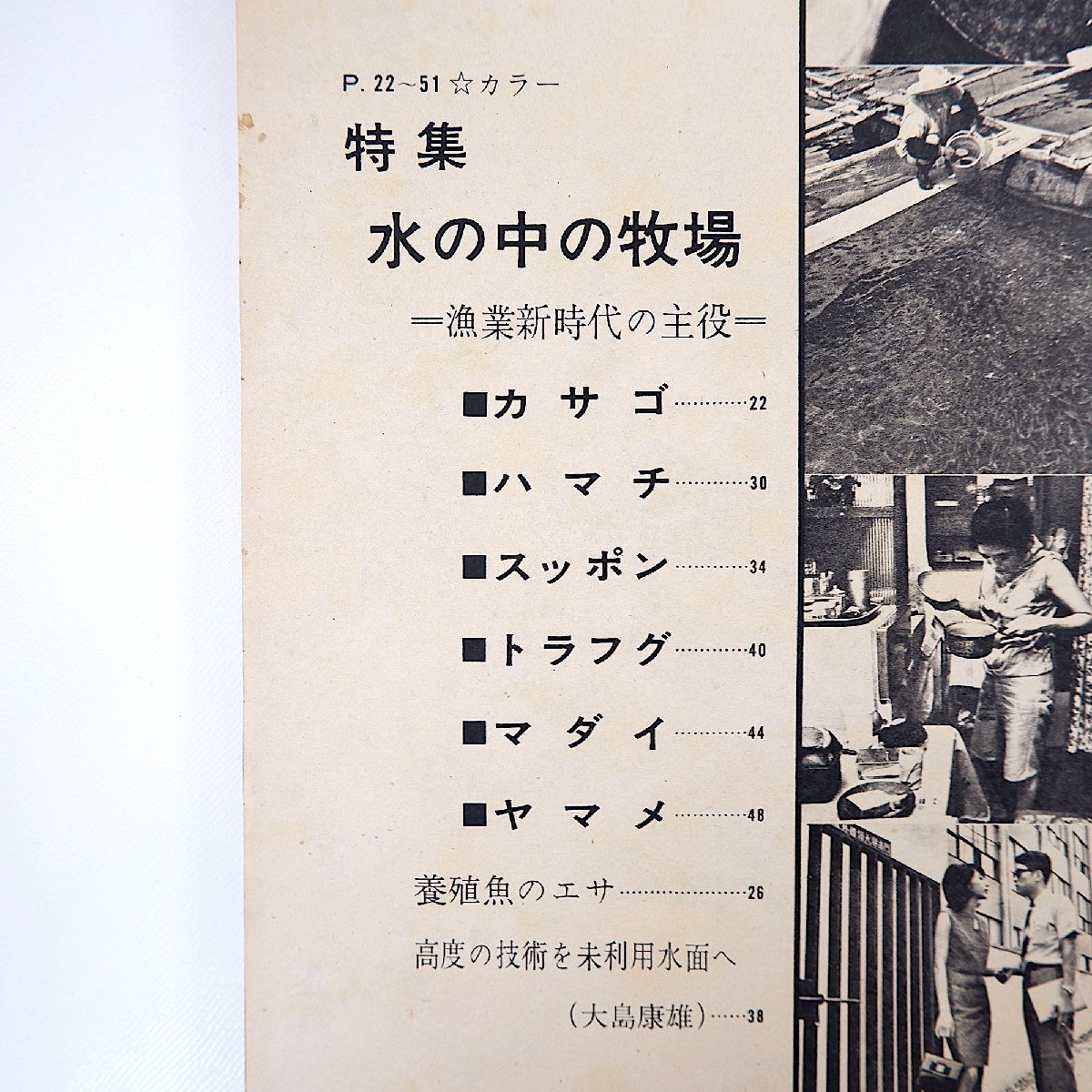 アサヒグラフ 1967年9月29日号◎漁業新時代の主役/カサゴ/ハマチ/スッポン 独身婦人連盟発足 台湾/高砂族酋長の娘結婚 高橋圭三 竹田真実_画像7