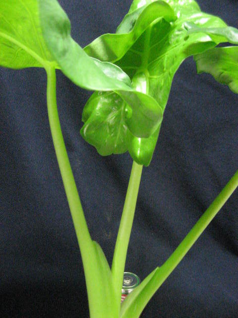 * decorative plant . part shop. accent . Alocasia odora (2) H=60 4 number potted plant 