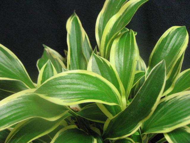 ◇緑の葉に白斑 大株 斑入りギボウシ(A) H=30 6号駄温平鉢植え