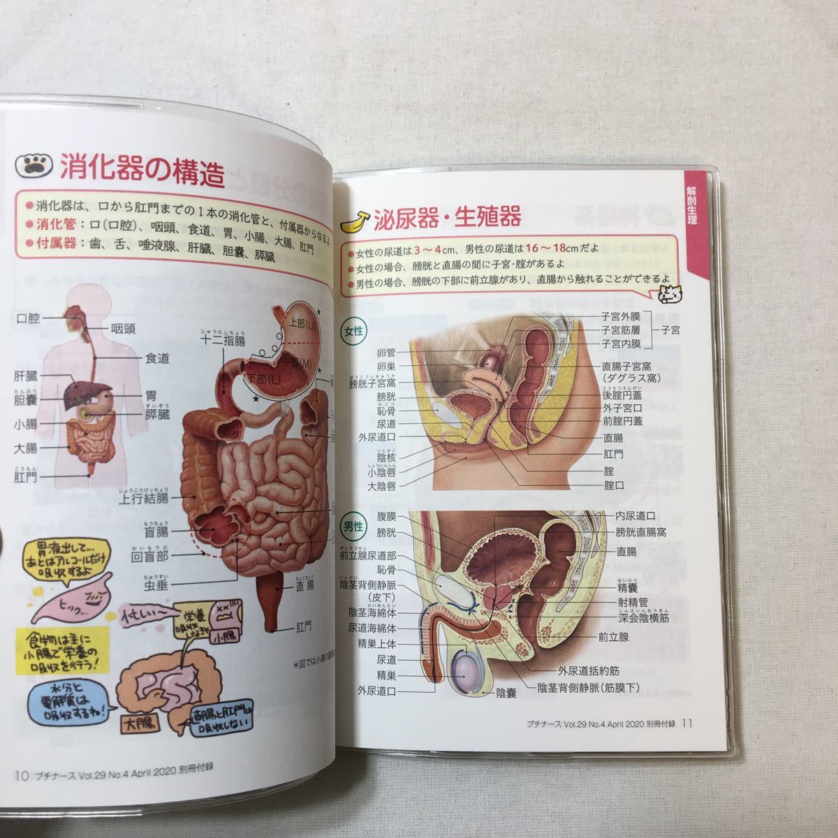 zaa-339♪プチナース付録看護実習6冊セット実習記録/実習記録用語/看護学生実習/実習で役立つくすり/かげさんの看護実習/教材母子手帳_画像10