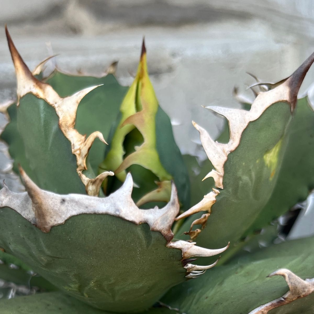 【子株】アガベ チタノタ 蟹 クラブ crab pup 蟹 アガベ チタノタ カニ 多肉植物 agave titanota