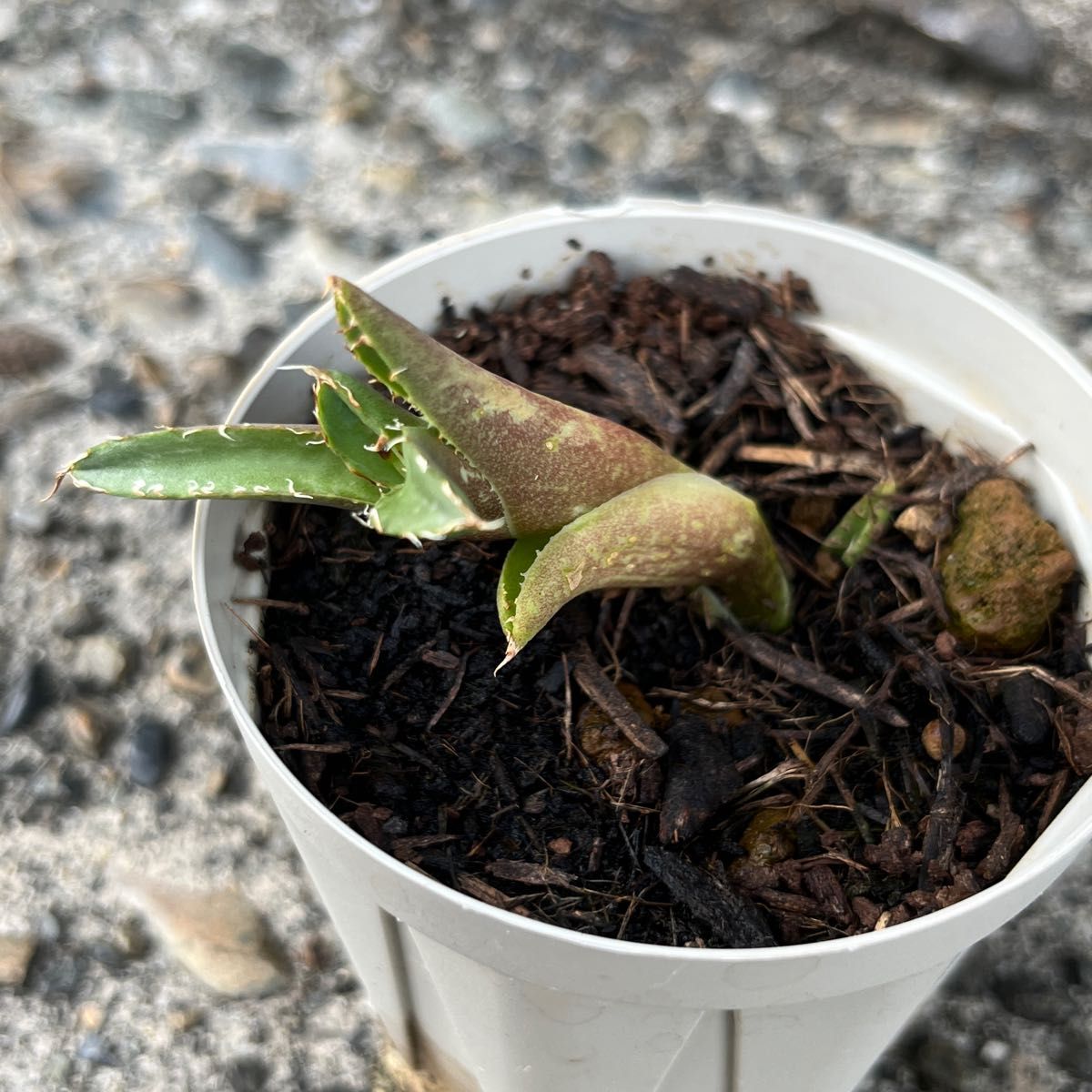 【子株】アガベ チタノタ 蟹 クラブ crab pup 蟹 アガベ チタノタ カニ 多肉植物 agave titanota