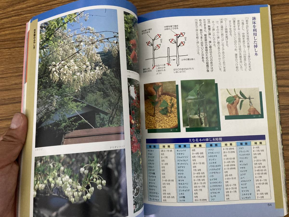 [ Kochi. garden ... flower ...] Takei road Hara Kochi newspaper company /R23