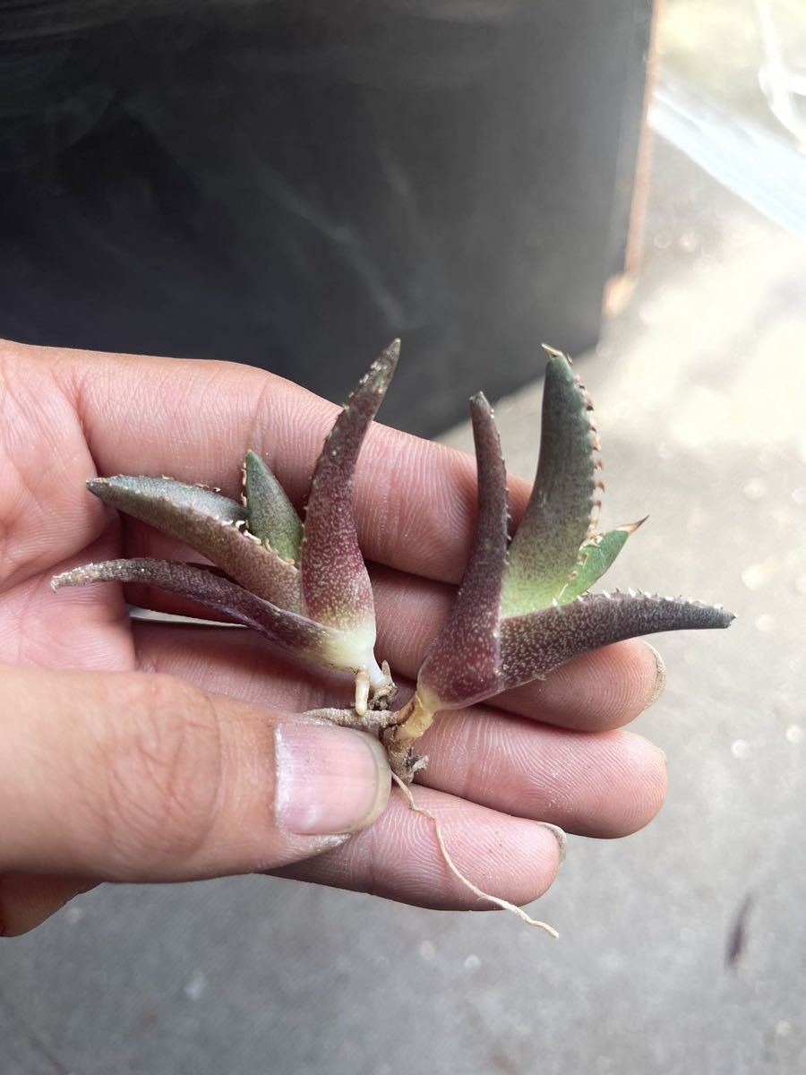 多肉植物 アガベ チタノタ レッドキャットウィーゴリ猫 ´ 極上子株 50