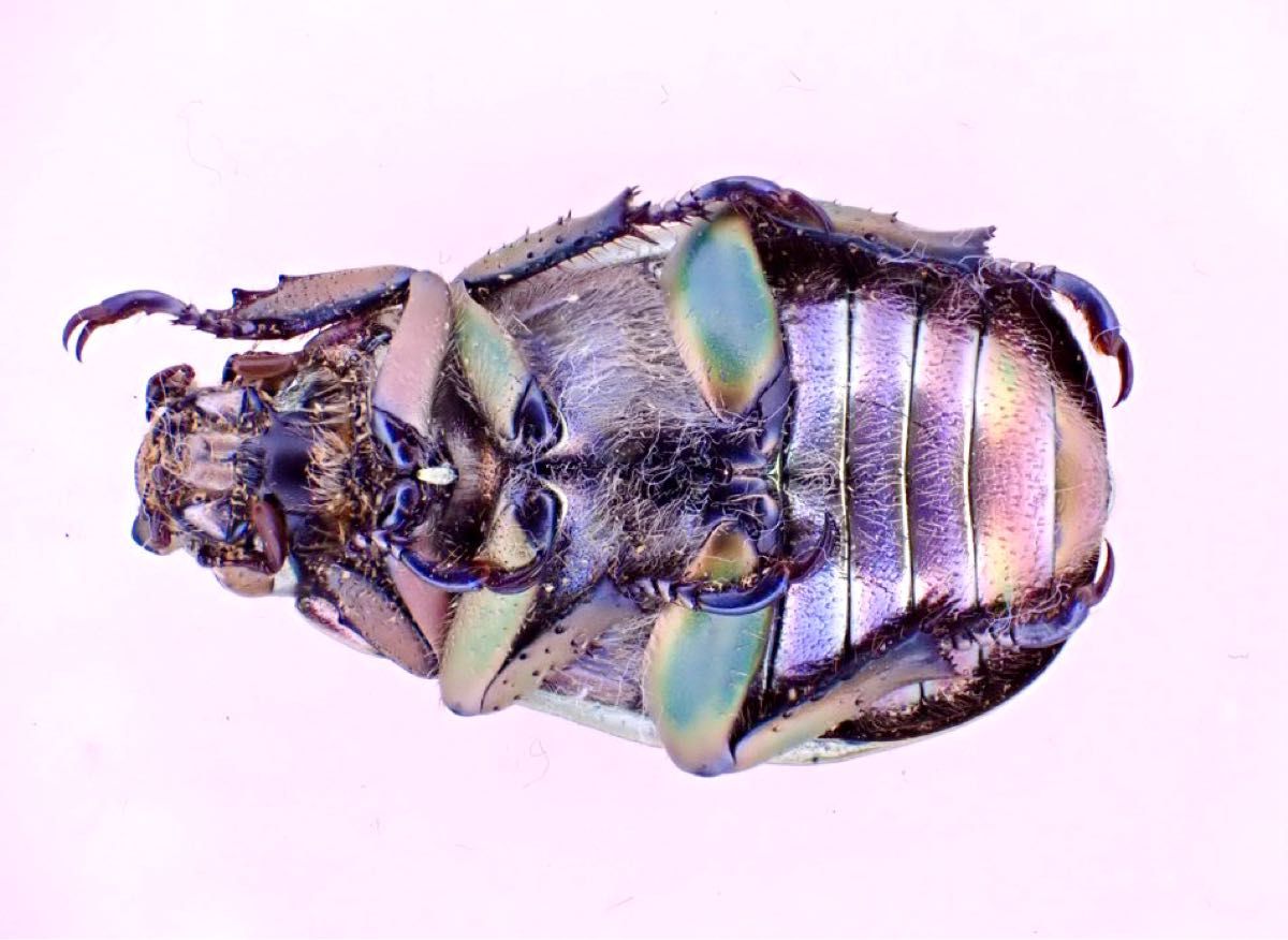 [昆虫標本] Chrysina erubescens no.112