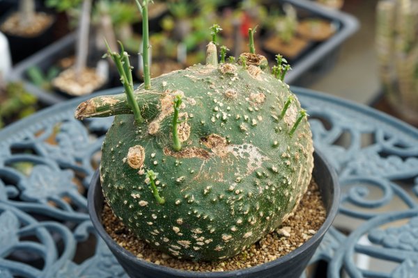 ◎良型 アデニア グロボーサ Adenia globosa 5月2日輸入苗 発根済み