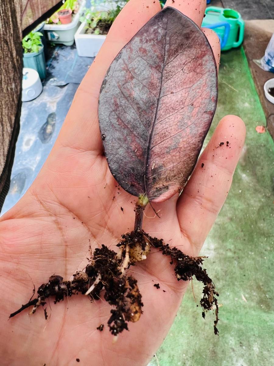 希少 ザミオクルカス ブラック ピンク 斑入り (Zamioculcas 希少 ザミオクルカス ブラック ピンク 斑入り (Zamioculcas