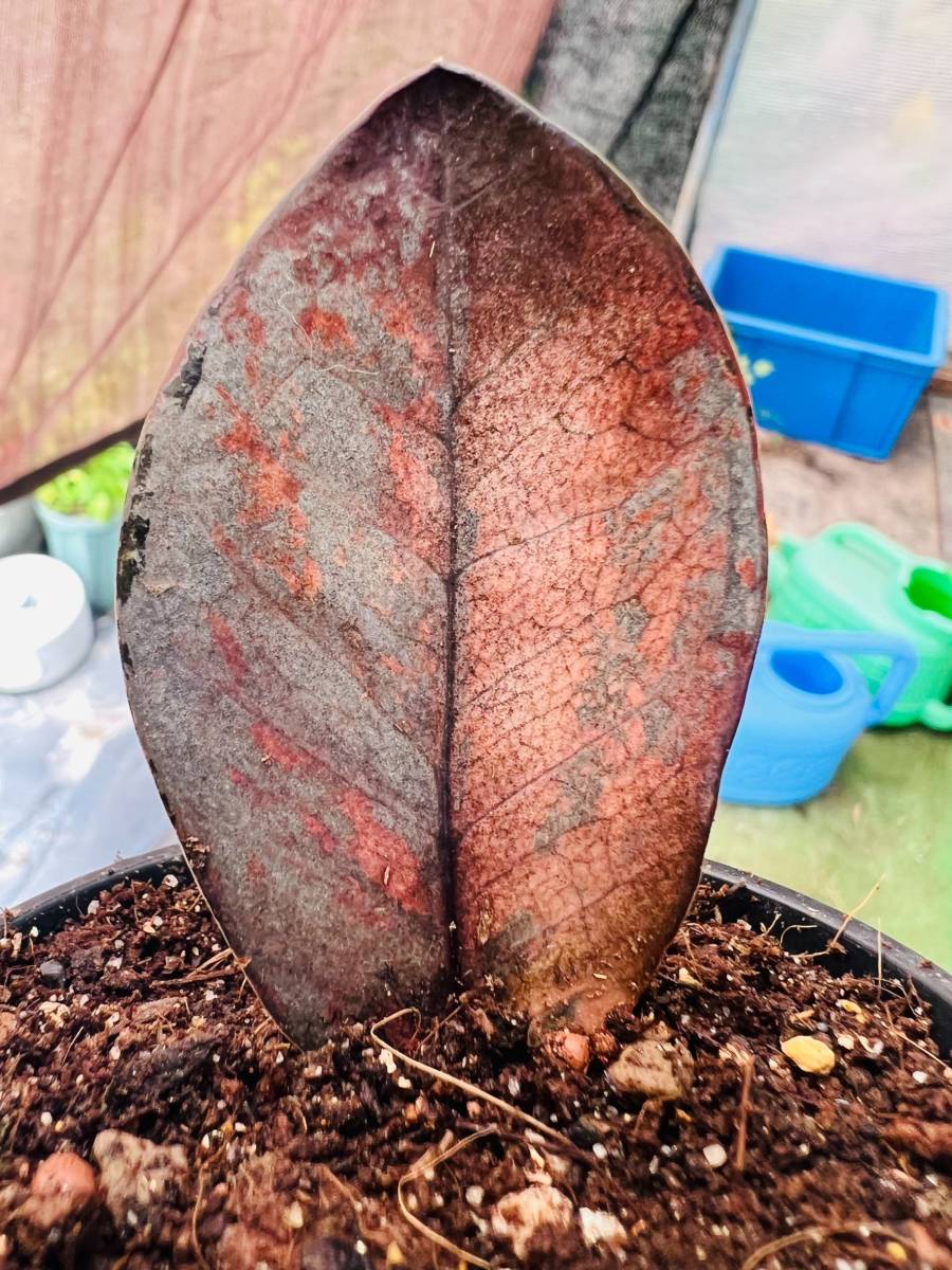 希少 ザミオクルカス ブラック ピンク 斑入り (Zamioculcas 希少 ザミオクルカス ブラック ピンク 斑入り (Zamioculcas
