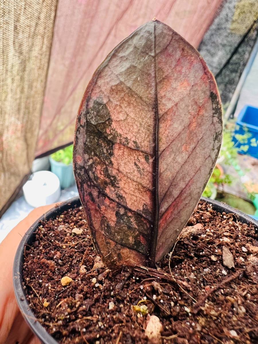 希少 ザミオクルカス ブラック ピンク 斑入り (Zamioculcas 希少 ザミオクルカス ブラック ピンク 斑入り (Zamioculcas