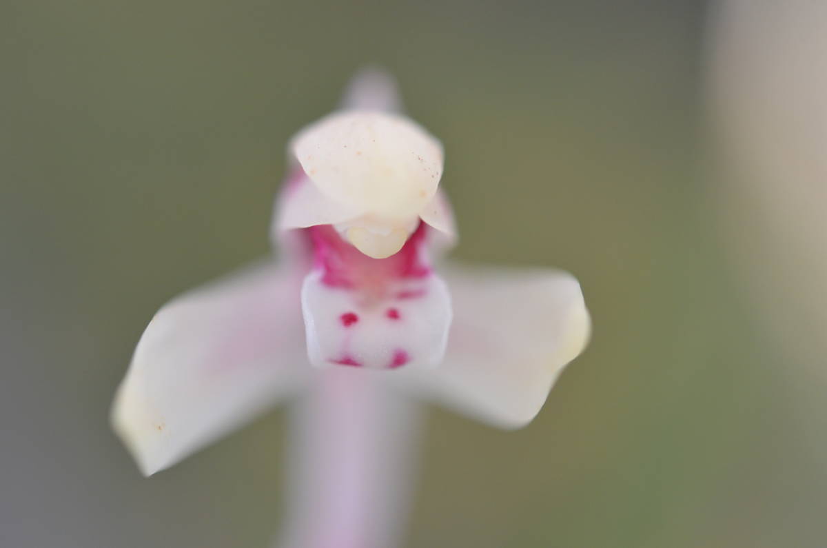 日本春蘭 雪ウサギ　薄ピンク花　発色良 　山野草　_画像1