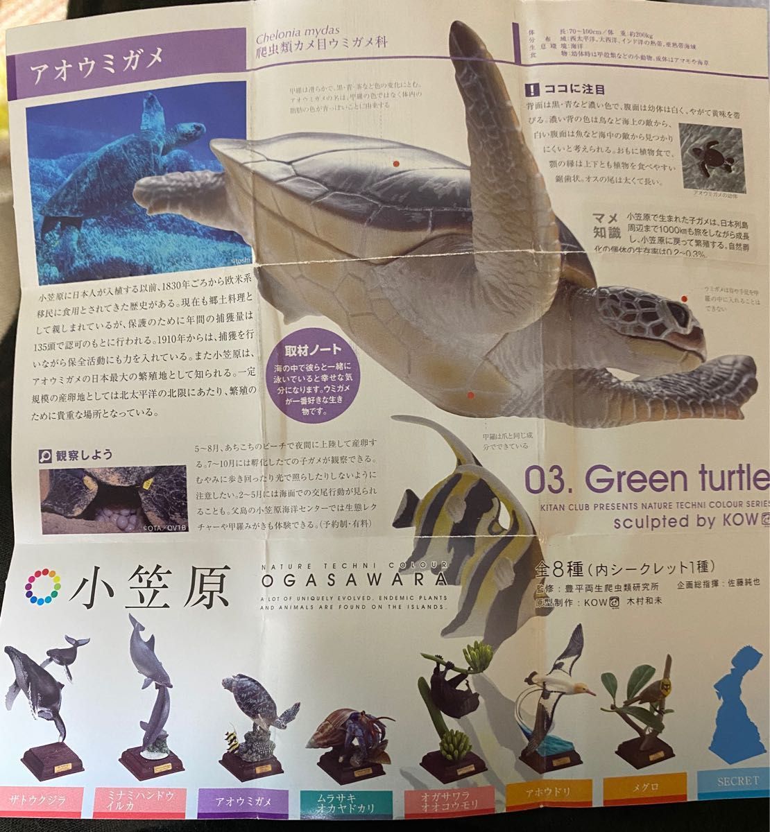 小笠原 シークレット含む6種セット ユウゼン アオウミガメ 小笠原 シークレット含む6種セット ユウゼン アオウミガメ