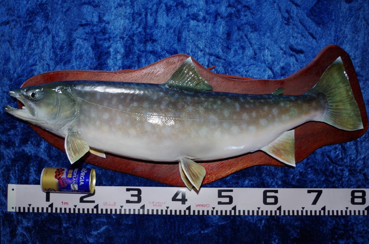 格安人気 送料込み 魚の製 海アメ(アメマス)75センチ位 その他 格安人気 送料込み 魚の製 海アメ(アメマス)75センチ位 その他