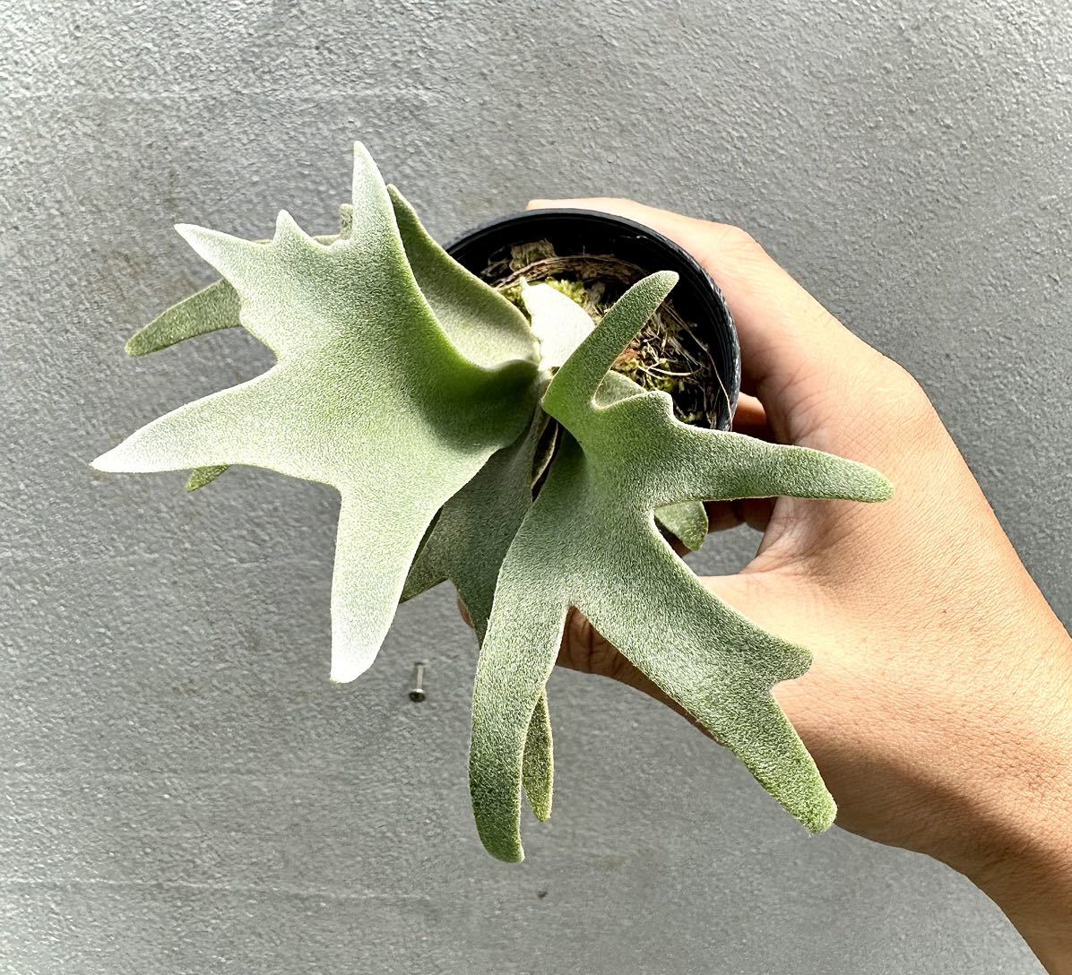 ビカクシダP. willinckii 'Blue Queen' 伝う spore ビカクシダP. willinckii 'Blue Queen' 伝う spore