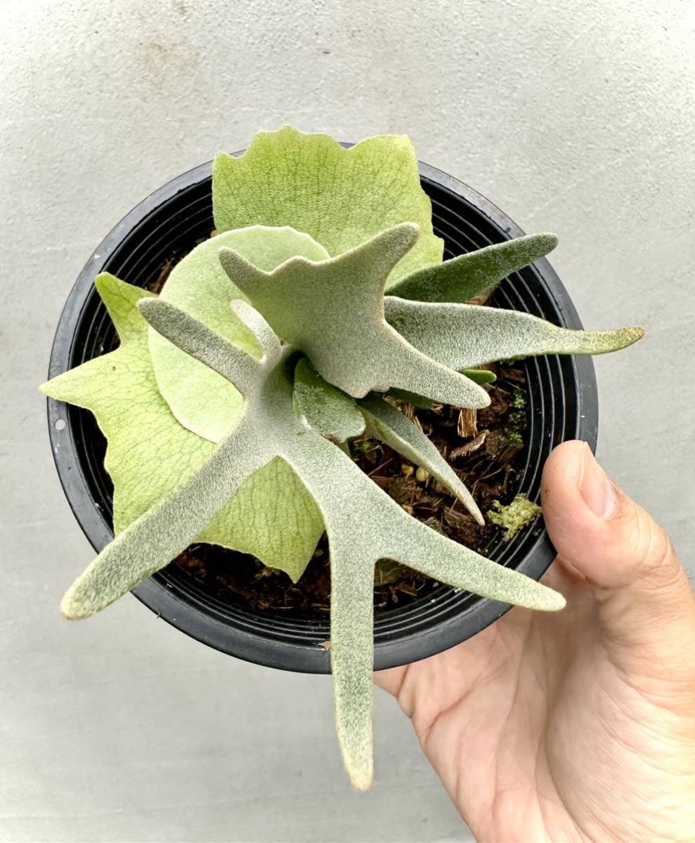Yahoo!オークション - P. willinckii 'Yellow Moon' dwarf spore Yahoo!オークション - P. willinckii 'Yellow Moon' dwarf spore