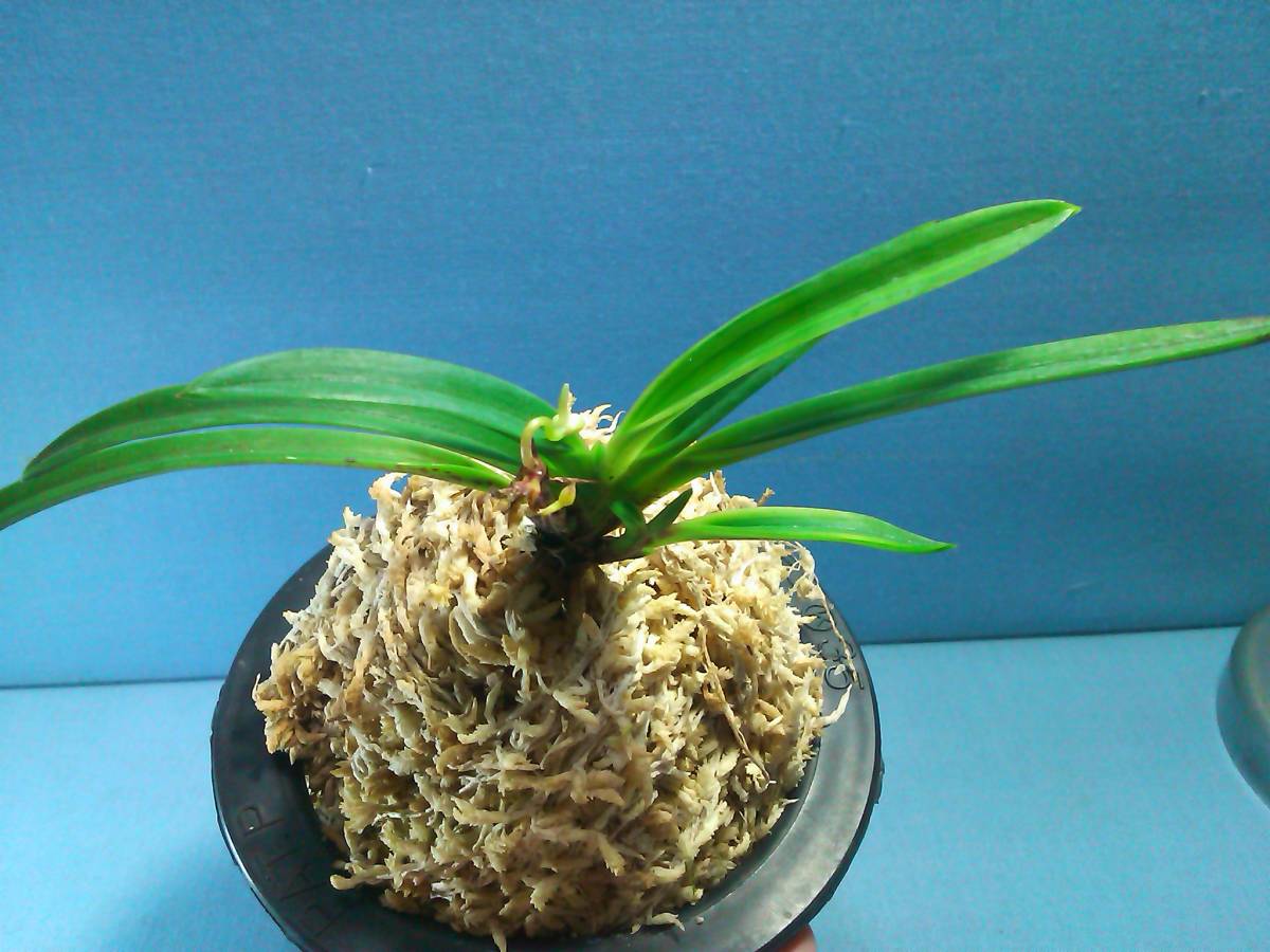 大特価!! NO.299【開花中】富貴蘭 万華鏡 植物/観葉植物 - innovatium