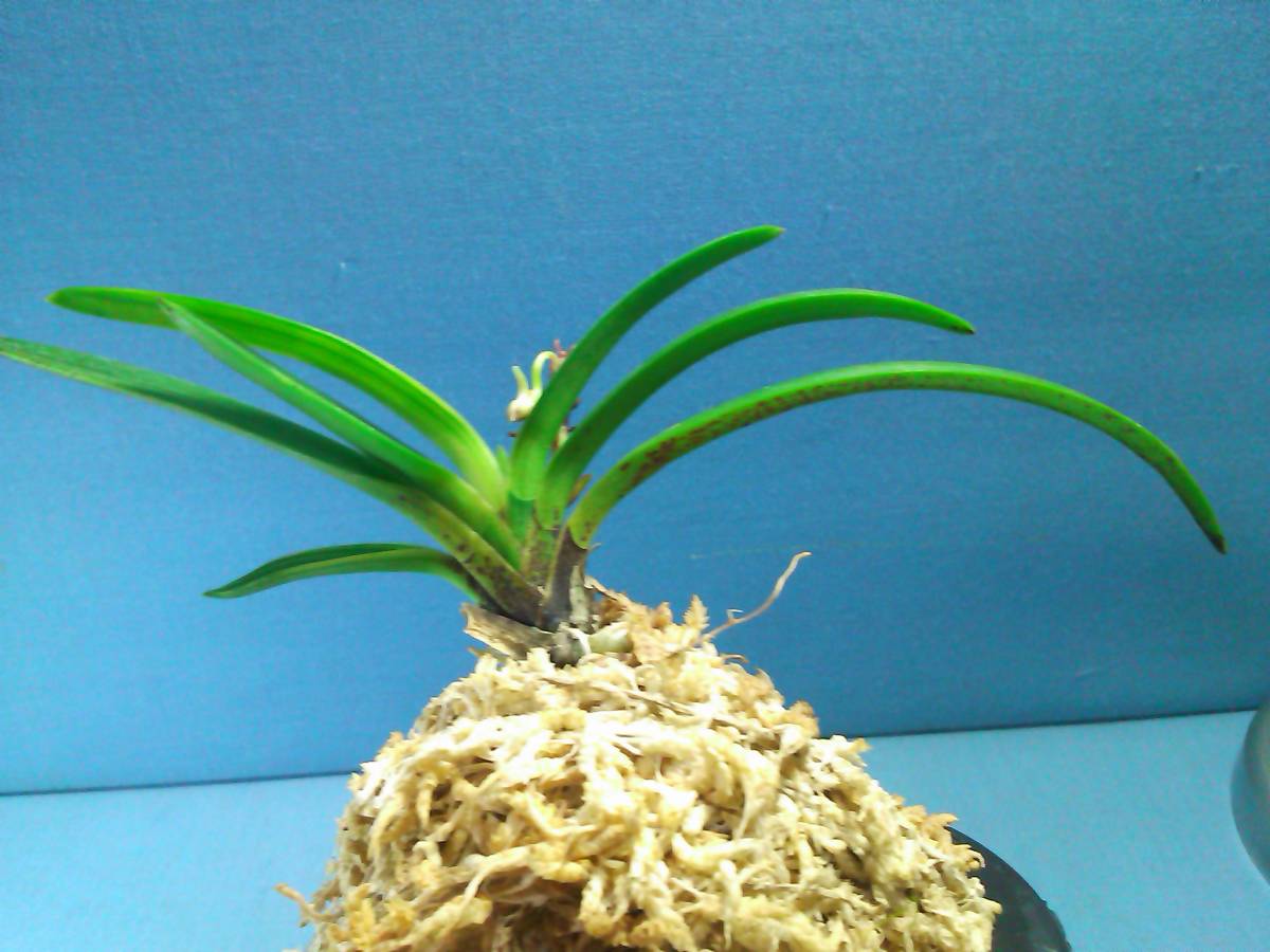 憧れ NO.299【開花中】富貴蘭 万華鏡 植物/観葉植物 - chimicroinsure.com