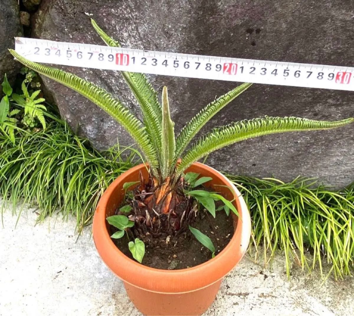 現品　蘇鉄　新芽　ソテツ　そてつ　観葉植物