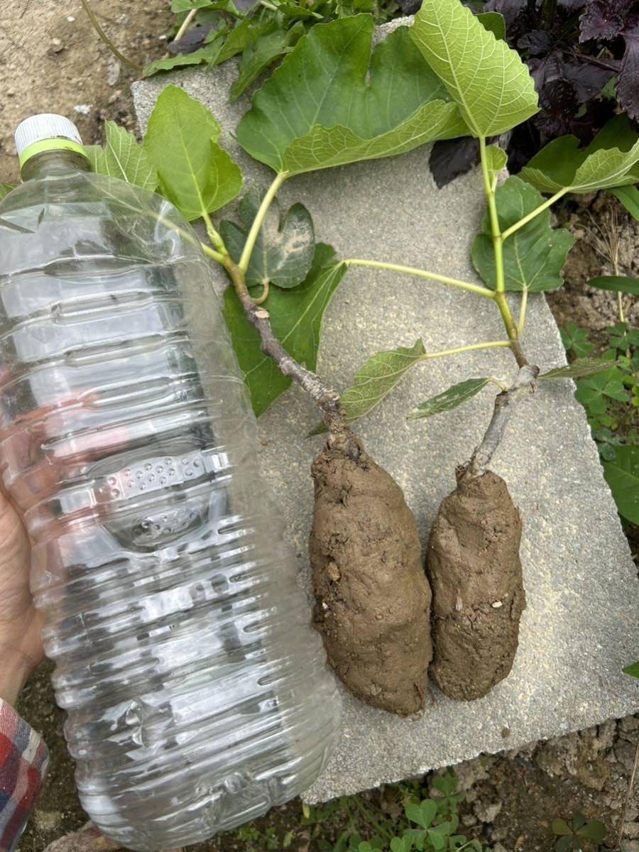 国際ブランド】 無花果 ✳︎ イチジク ✳︎ ビオレソリエス 無農薬