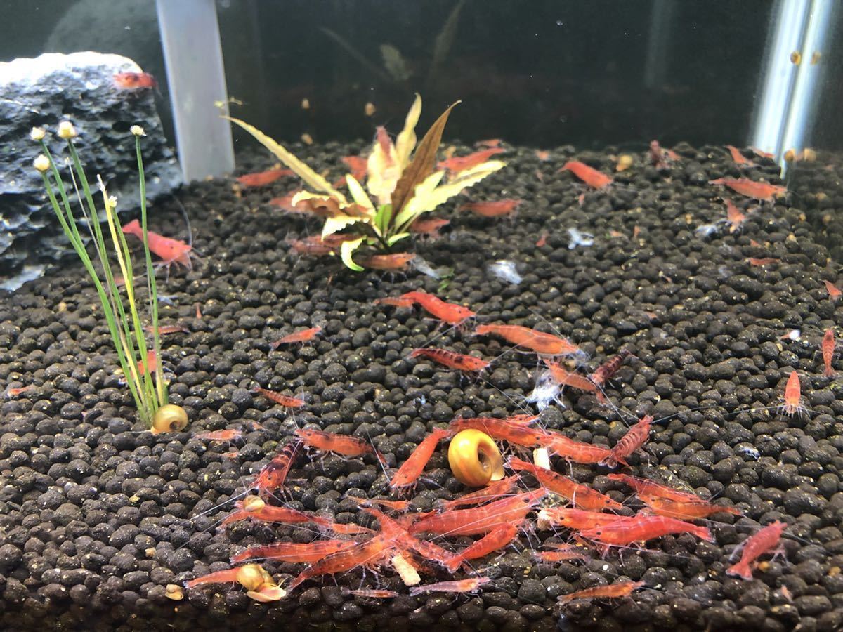  red mi Nami freshwater prawn red black . shrimp 20 pcs +a water plants breeding biotope 1 sticker 